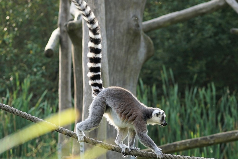 Tailed lemur